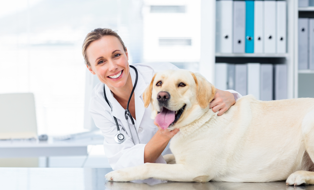 veterinary with a labrador